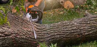 Best Firewood Processing and Delivery  in Balm, FL