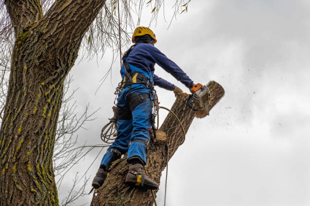 Professional  Tree Services in Balm, FL