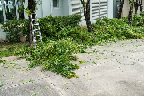 Best Hazardous Tree Removal  in Balm, FL