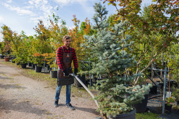 Why Choose Our Tree Removal Services in Balm, FL?